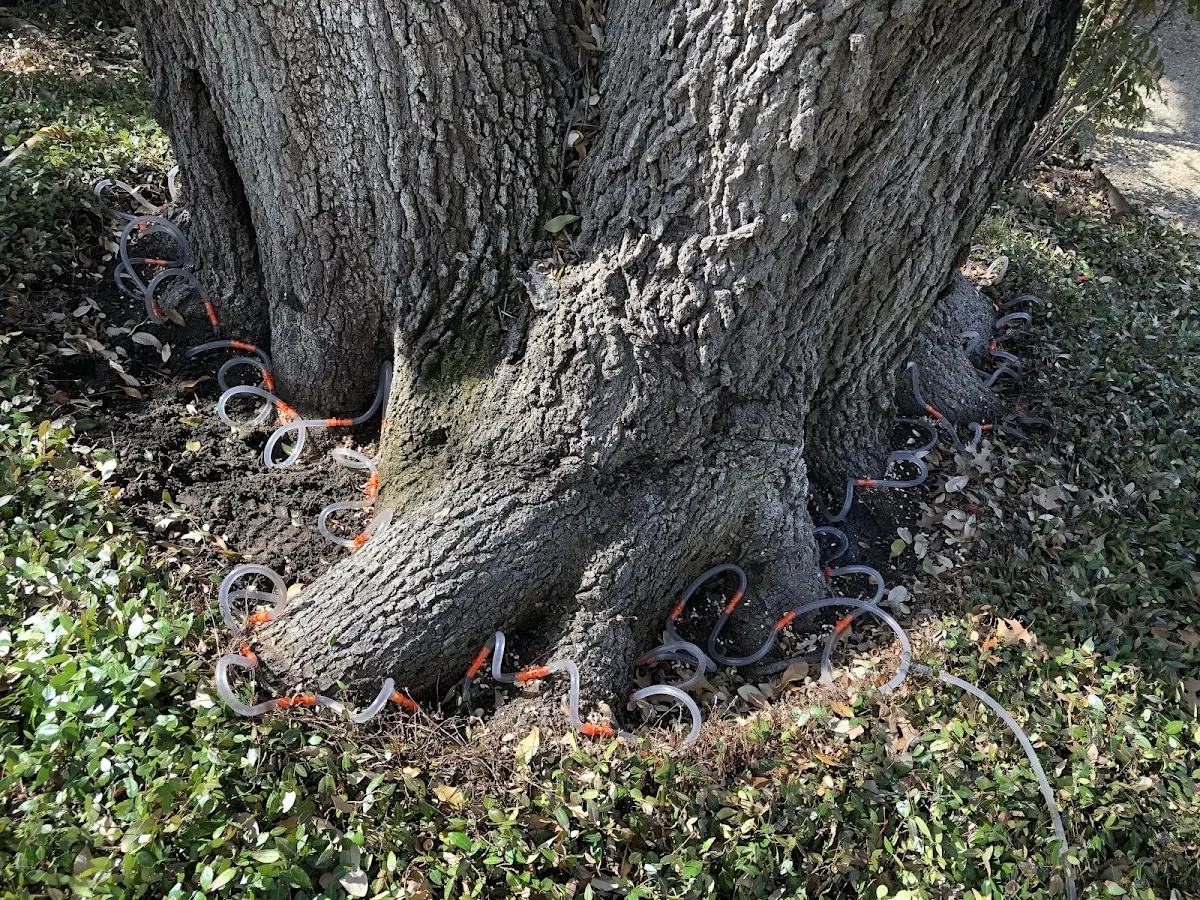 Detailed Tree Cabling and Bracing job site in York Harbor