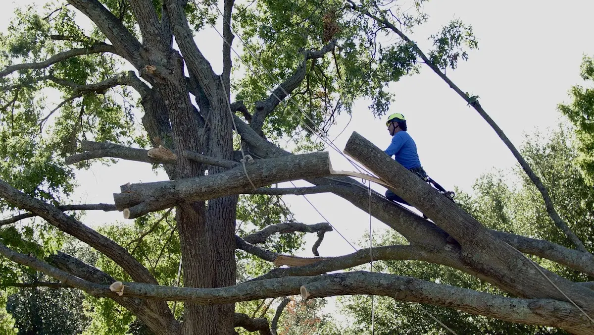 Professional Crown Thinning performed by certified arborists in York Harbor