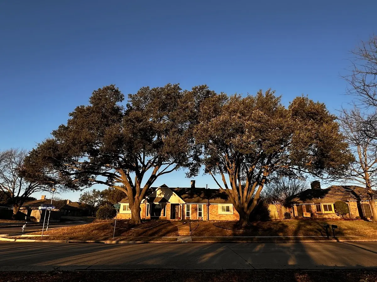 Established residential canopy tree shading a home in York Harbor